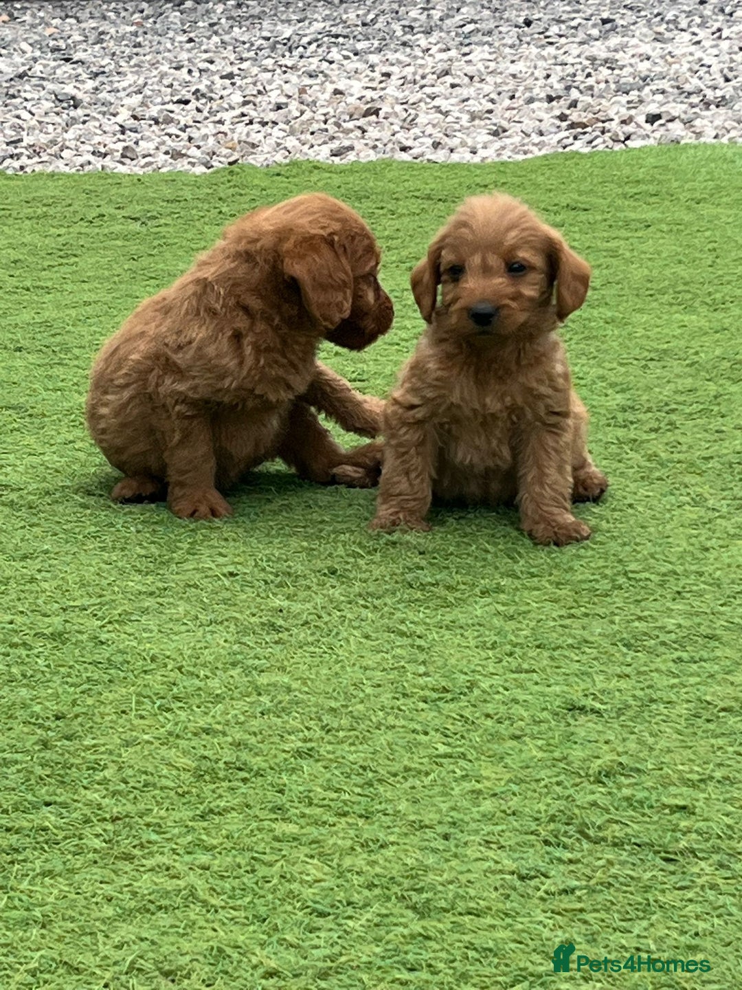 Labradoodle dogs for sale: Labradoodle  - Image 4