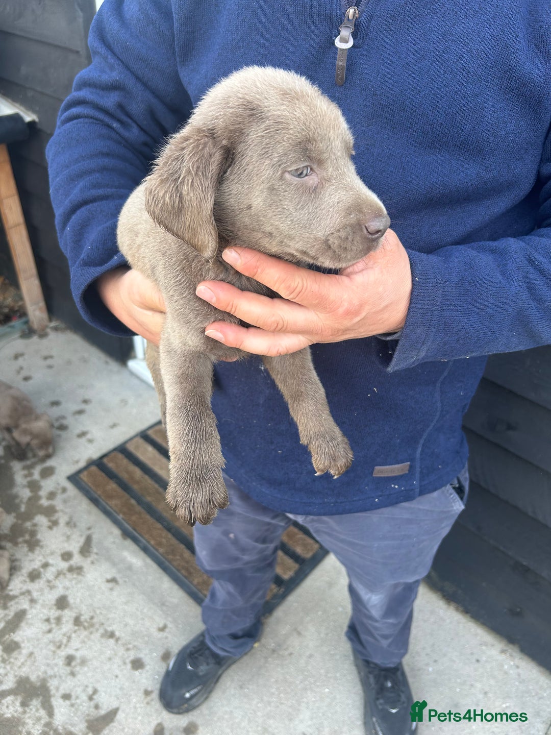 Labrador Retriever dogs for sale: Silver Labrador  - Image 20