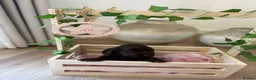 Cocker Spaniel dogs for sale: Show type cocker spaniels KC  - Advert 17