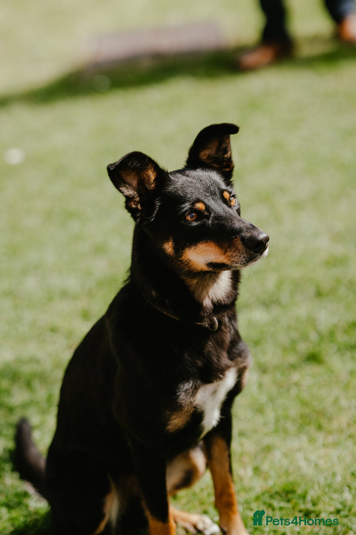 Mixed Breed dogs Kelpie X Collie Dog - Advert 8