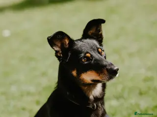 Mixed Breed dogs Kelpie X Collie Dog - Advert 14