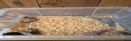 Mouse rodents for sale: Fancy pet mice for sale £8 each  in Manchester - Advert 9
