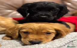 Cocker Spaniel dogs for sale: RED & BLACK COCKER SPANIEL PUPPIES READY NOW 🐶🧡  - Image 19