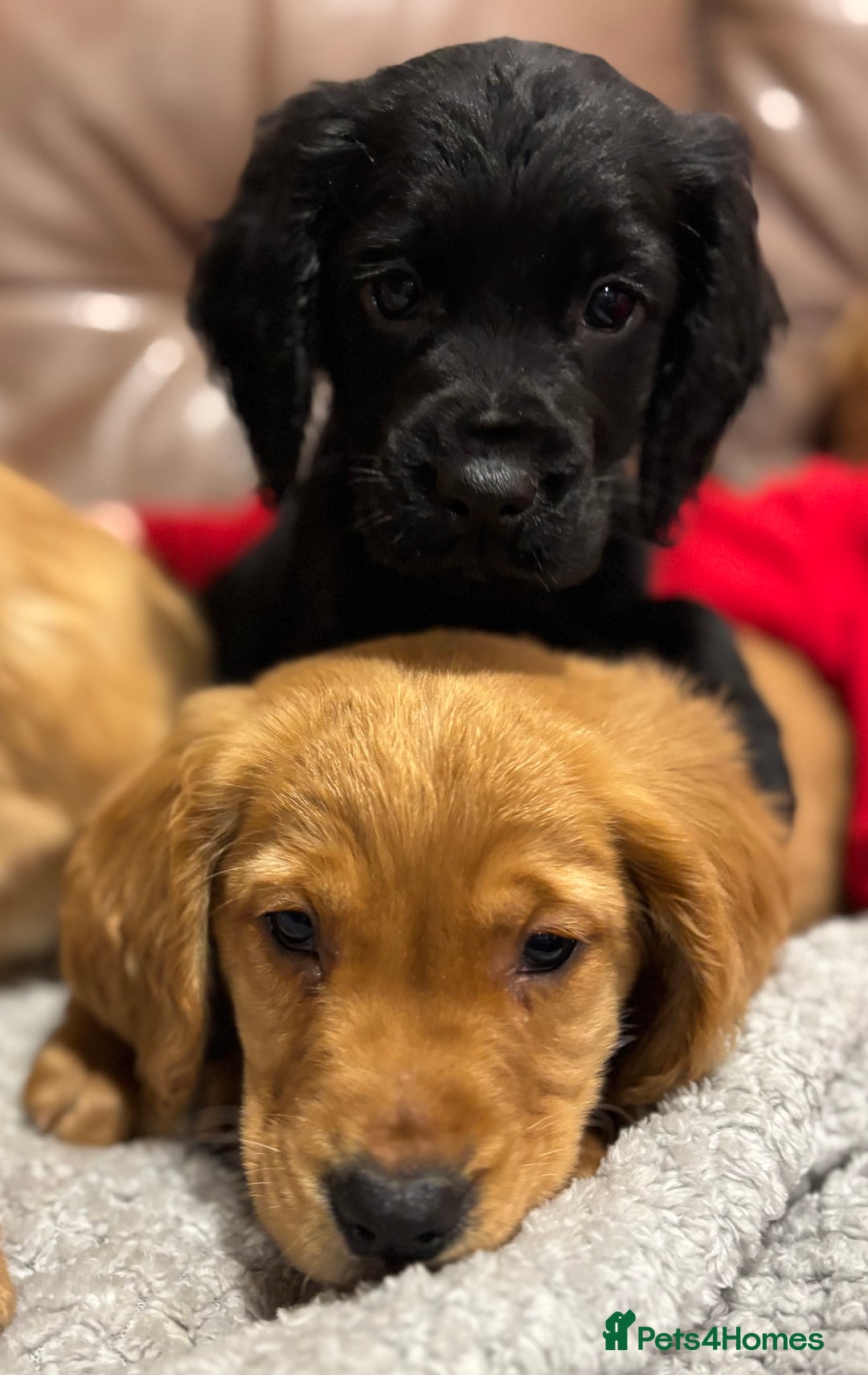 Cocker Spaniel dogs for sale: RED & BLACK COCKER SPANIEL PUPPIES READY NOW 🐶🧡  - Image 19