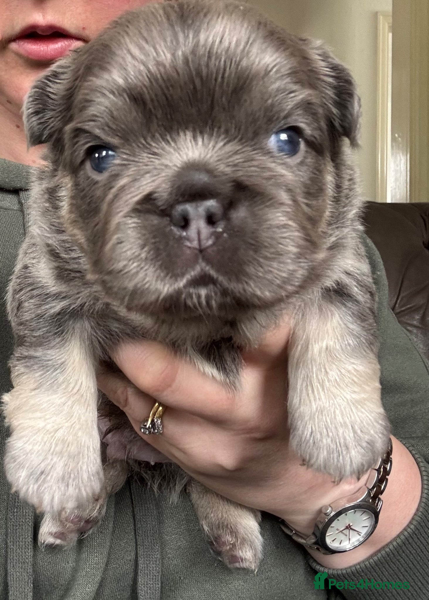 French Bulldog dogs French Bulldog Puppies KC registered  - Advert 16