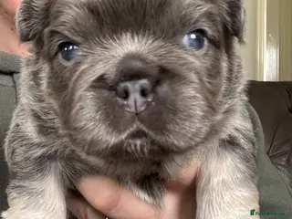 French Bulldog dogs French Bulldog Puppies KC registered - Advert 16