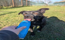 Mixed Breed dogs for adoption: Spirit for adoption - Image 5