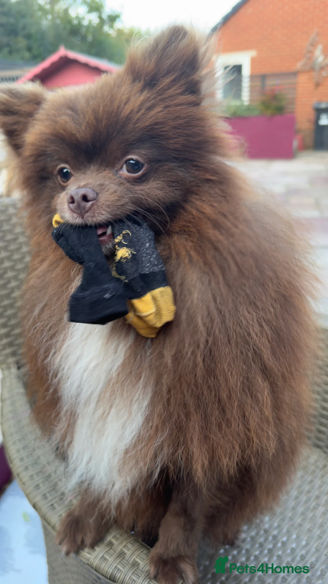 Pomeranian dogs for stud: PROVEN STUD KC RUSSIAN CHAMPION LINES POMERANIAN  in Tiverton - Advert 5
