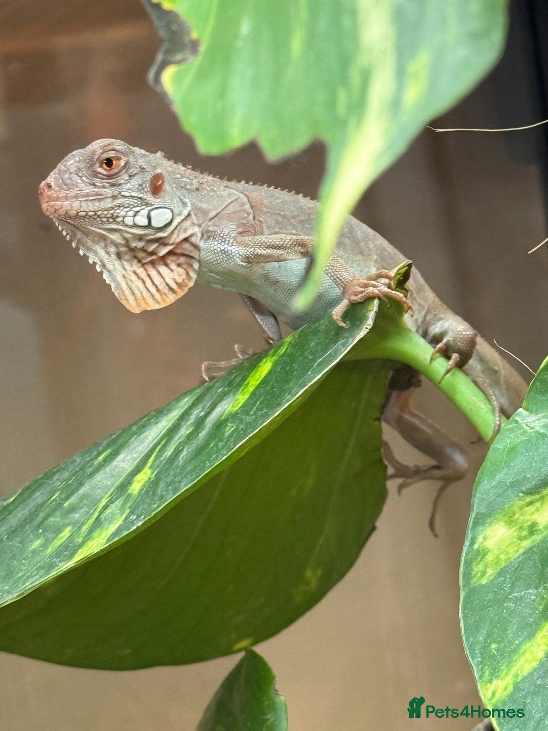 Iguana reptiles for sale: Iguana Snow Zero - Image 2