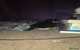 British Shorthair cats for sale: 2 tuxedo and 2 all black kittens for sale  - Image 8