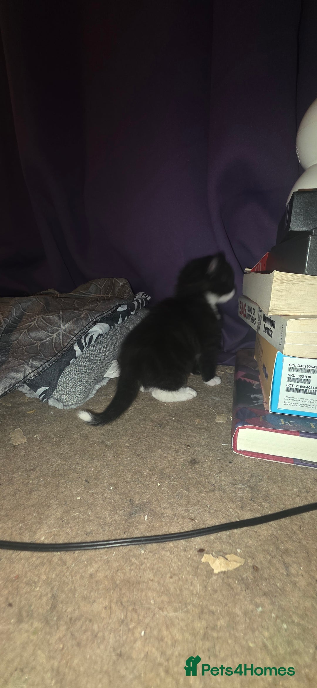 British Shorthair cats for sale: 2 tuxedo and 2 all black kittens for sale  - Image 8