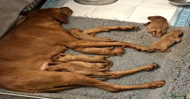 Hungarian Vizsla dogs Beautiful Hungarian vizsla puppies  - Advert 8