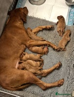 Hungarian Vizsla dogs Beautiful Hungarian vizsla puppies - Advert 1