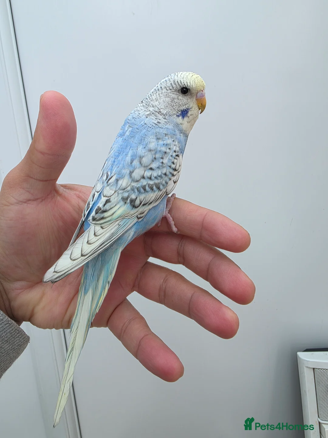 Budgerigars birds for sale: Beautiful hand tamed baby budgies for sale  - Advert 11