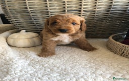 Cavapoochon dogs for sale: Cavapoochon puppies *1 boy remaining* - Image 11