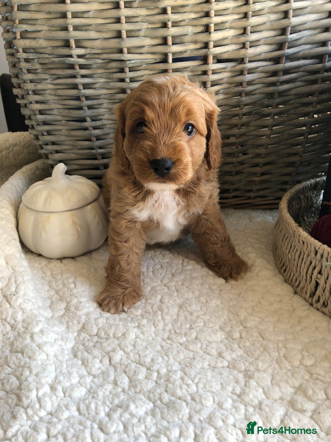 Cavapoochon dogs for sale: Cavapoochon puppies *1 boy remaining* - Image 11