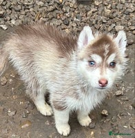 Siberian Husky dogs - Advert 15