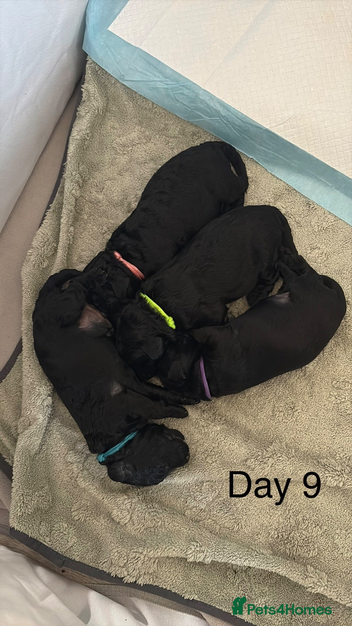 Labradoodle dogs Beautiful black F2 Labradoodles in Crewe - Advert 2