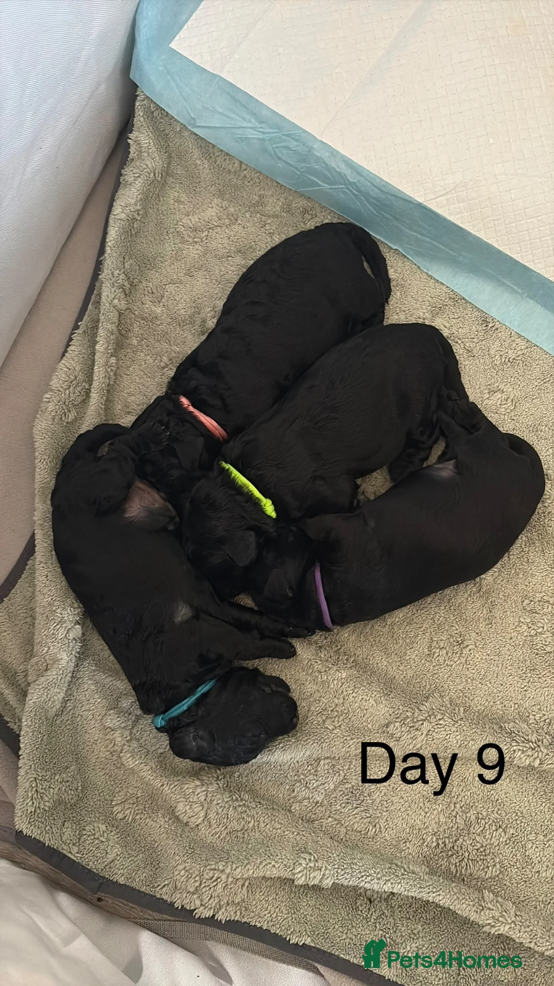 Labradoodle dogs for sale: Beautiful black F2 Labradoodles in Crewe in Crewe - Advert 1