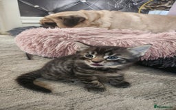 Turkish Angora cats for sale: Turkish angora cross Bengal  - Image 31
