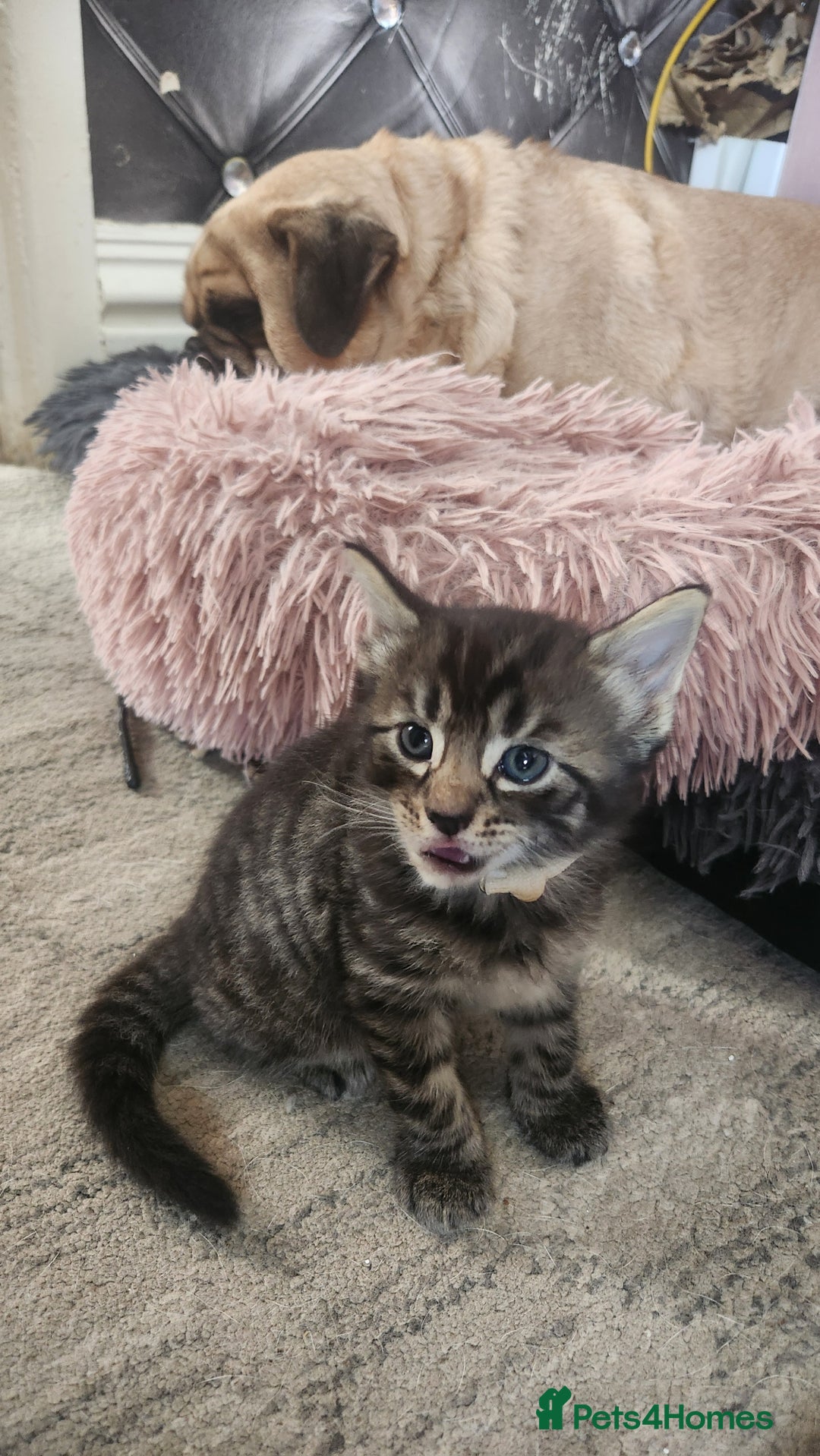 Turkish Angora cats for sale: Turkish angora cross Bengal  - Image 31