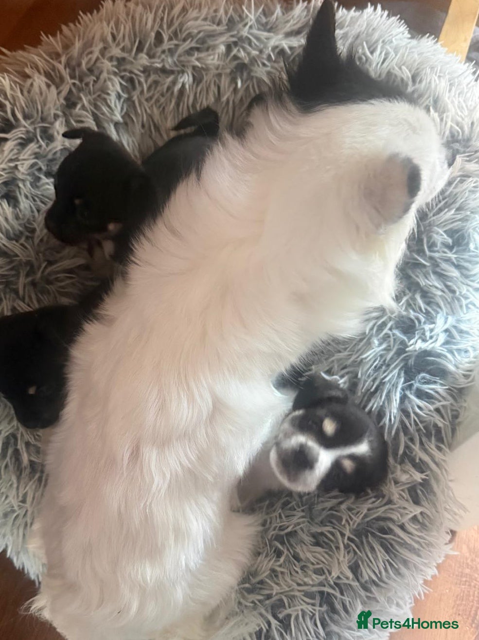 Jack Chi dogs Jachchi for sale  - Advert 2