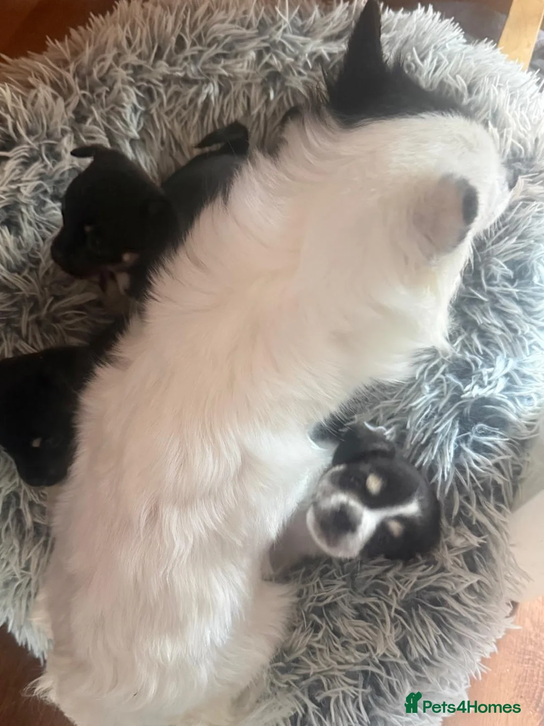 Jack Chi dogs for sale: Jachchi for sale  - Advert 2