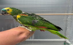 Parrots birds for sale: Blue Fronted Amazon  - Image 2