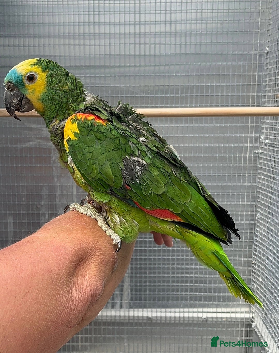 Parrots birds for sale: Blue Fronted Amazon  - Image 2