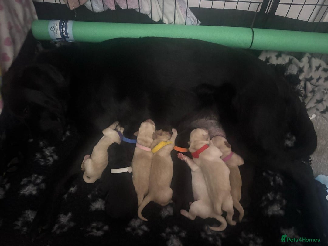 Goldador dogs for sale: Upcoming litter of beautiful F1B Goldadors - Image 7