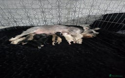 Miniature Schnauzer dogs for sale: Beautiful Miniature Schnauzers  - Image 1