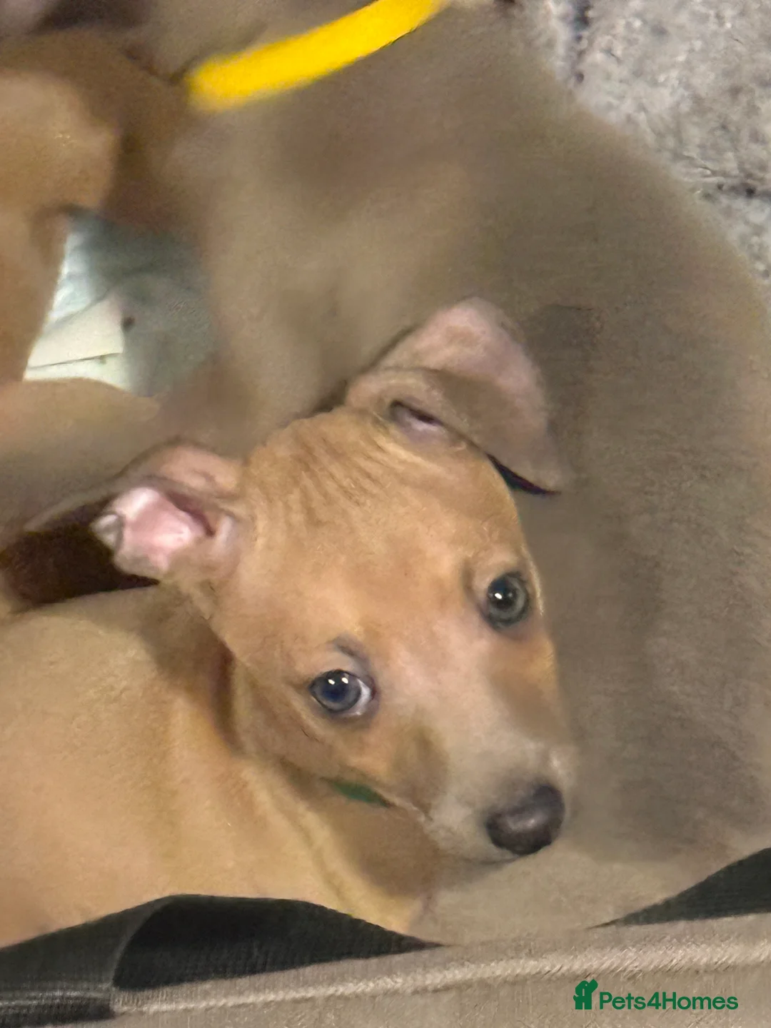 Italian Greyhound dogs for sale: KC Italian greyhound 4 boys available  - Advert 4