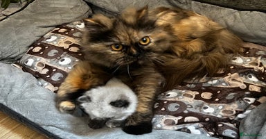 Persian cats - Advert 3
