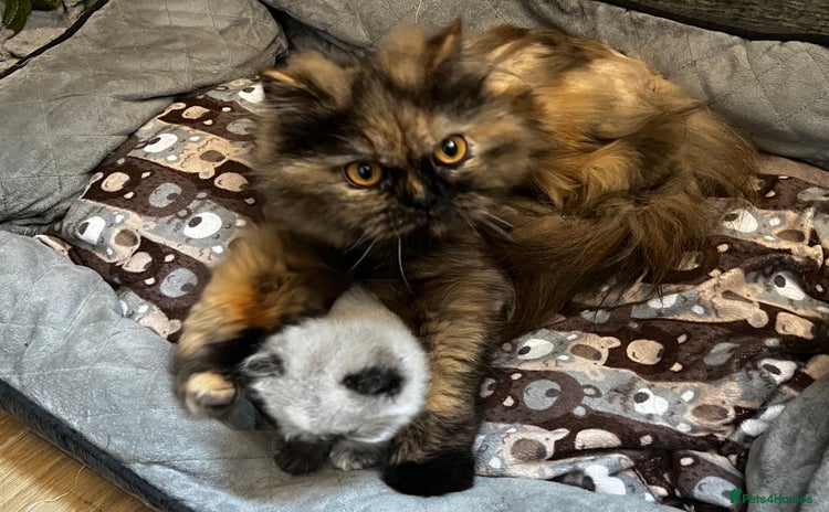 Persian cats - Advert 3