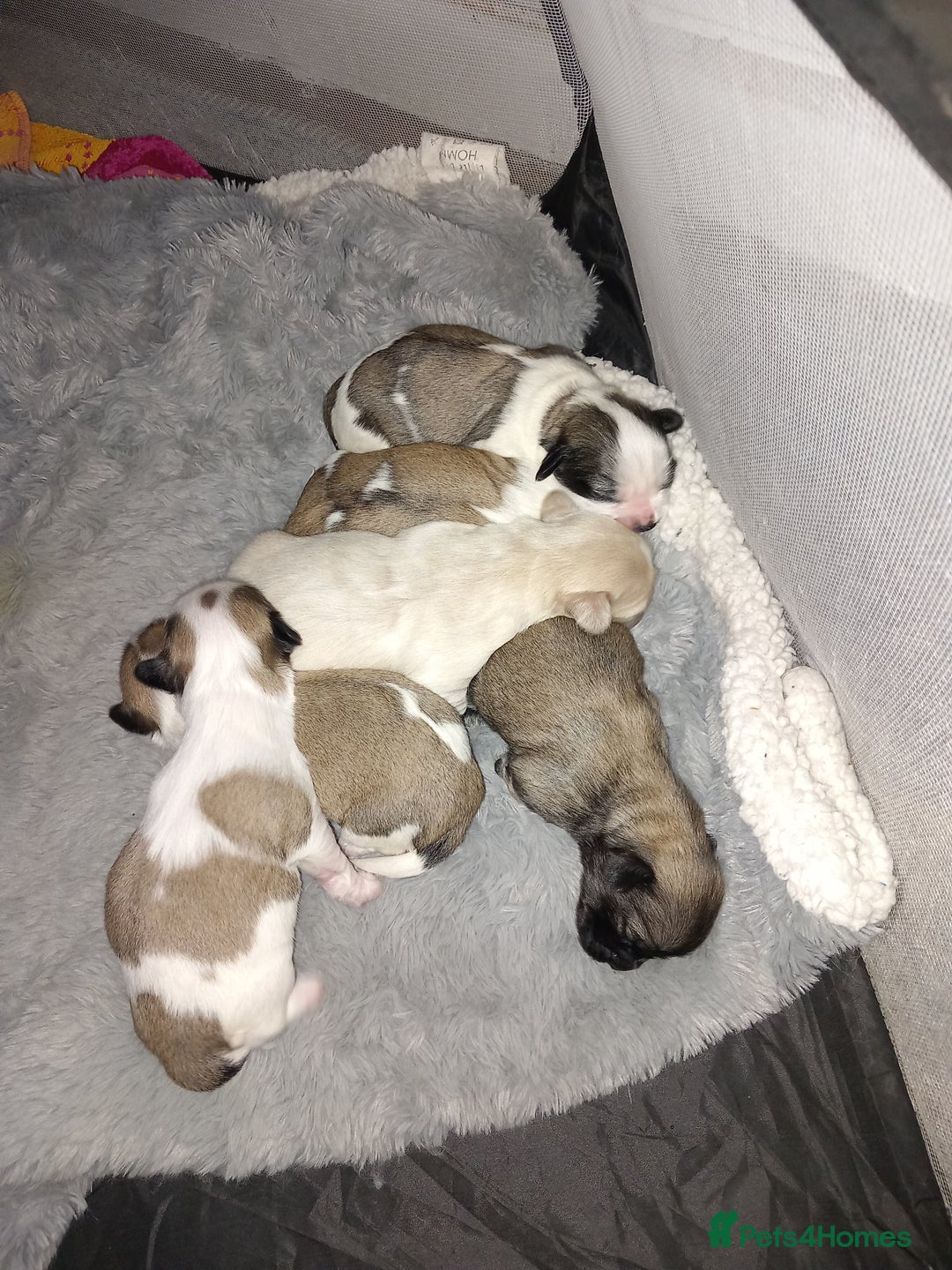 Mixed Breed dogs for sale: Gorgeous Puppies  - Image 5