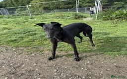 Greyhound dogs for sale: Lottie💜 - Image 2