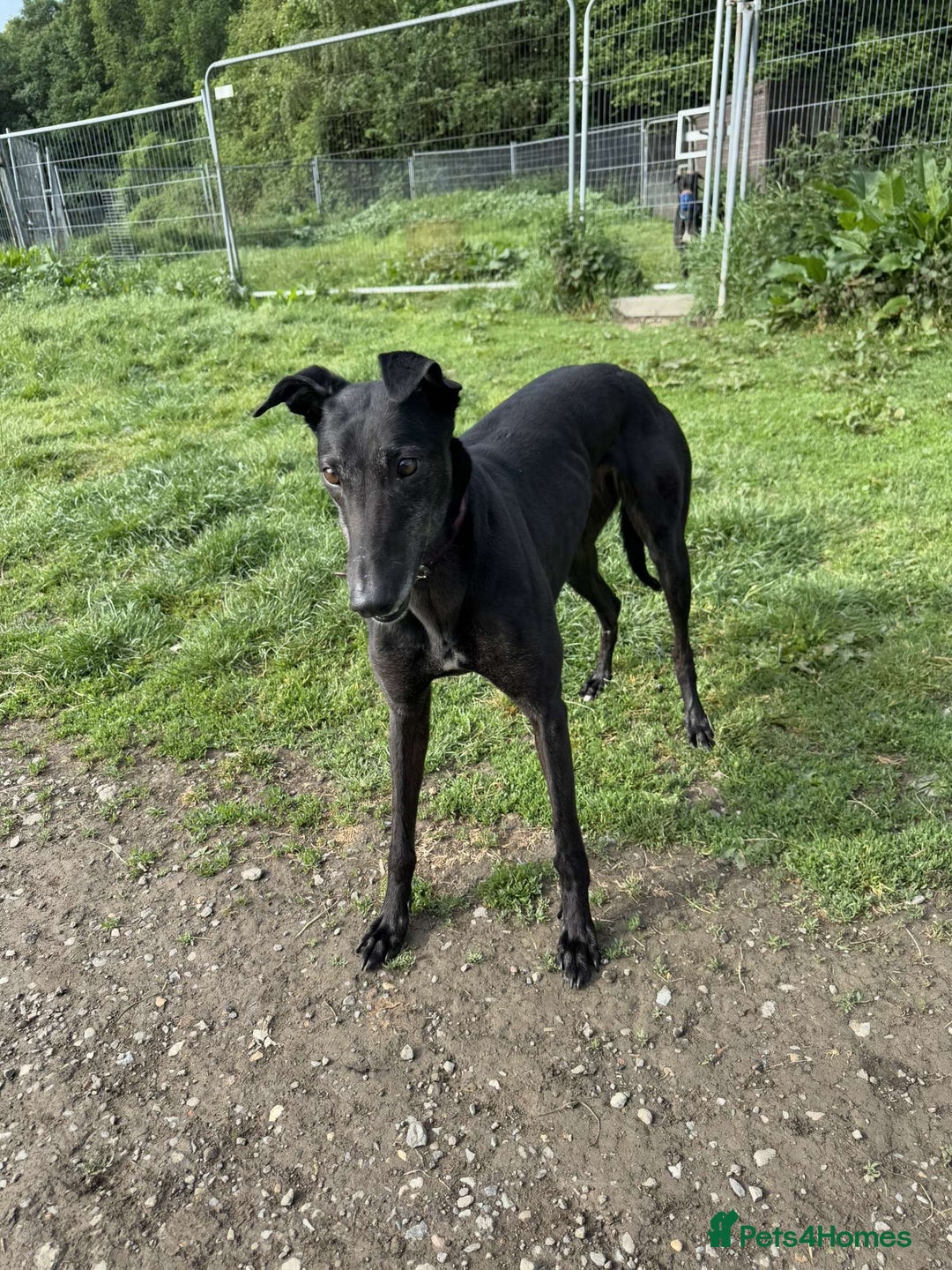 Greyhound dogs for sale: Lottie💜 - Image 2