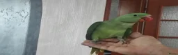 Parrots birds for sale: Alexandrine parrots hand reared babies super tamed - Advert 4