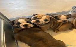 English Bulldog dogs for sale: English bulldog pups for sale  - Image 3