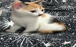 Mixed Breed cats for sale: Beautiful kittens - Image 3