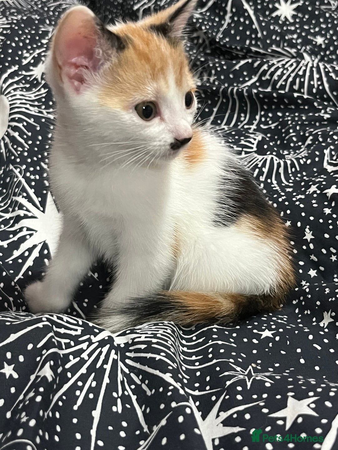 Mixed Breed cats for sale: Beautiful kittens - Image 3