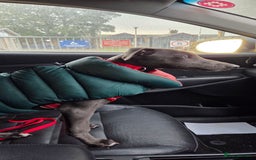 Whippet dogs for sale: Beautiful Male Whippet Puppy - Image 25