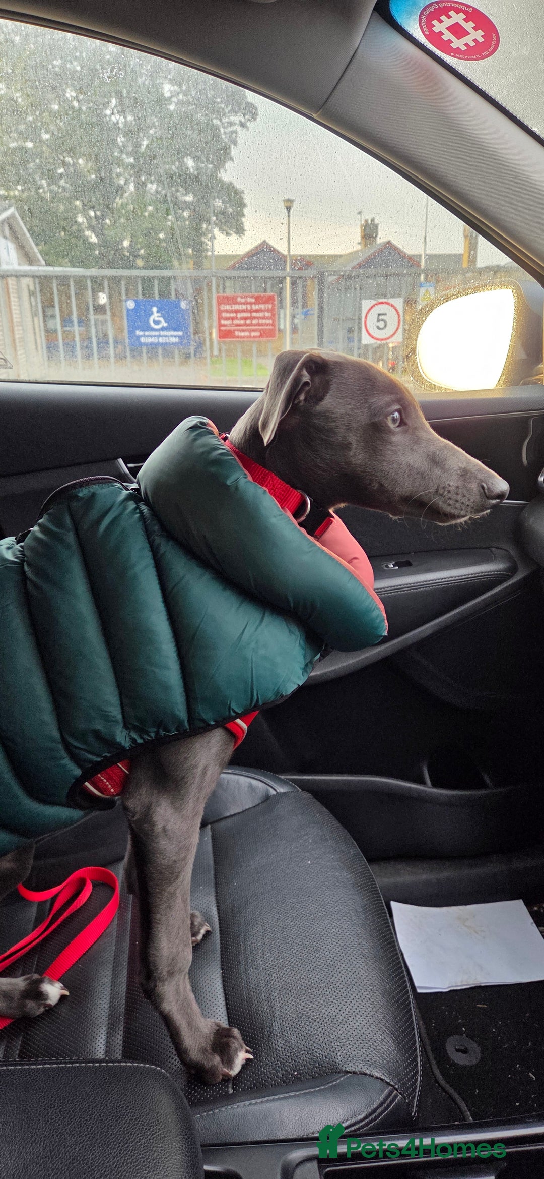 Whippet dogs for sale: Beautiful Male Whippet Puppy - Image 25