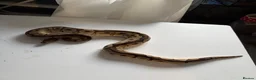 Python Snake reptiles for sale: Ball pythons various reduced  - Advert 4