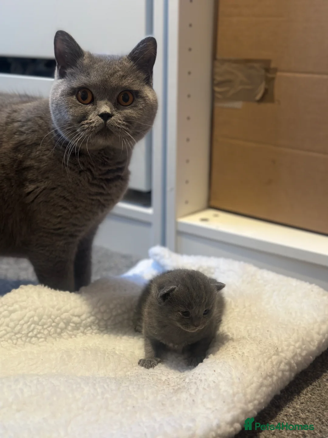 British Shorthair cats for sale: British shorthair x Ragdoll in Ilkeston - Advert 1