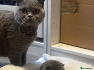 British Shorthair cats British shorthair x Ragdoll - Advert 14