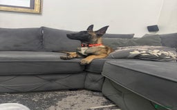 Belgian Shepherd Dog dogs for sale: Belgian malinois puppies  - Image 16