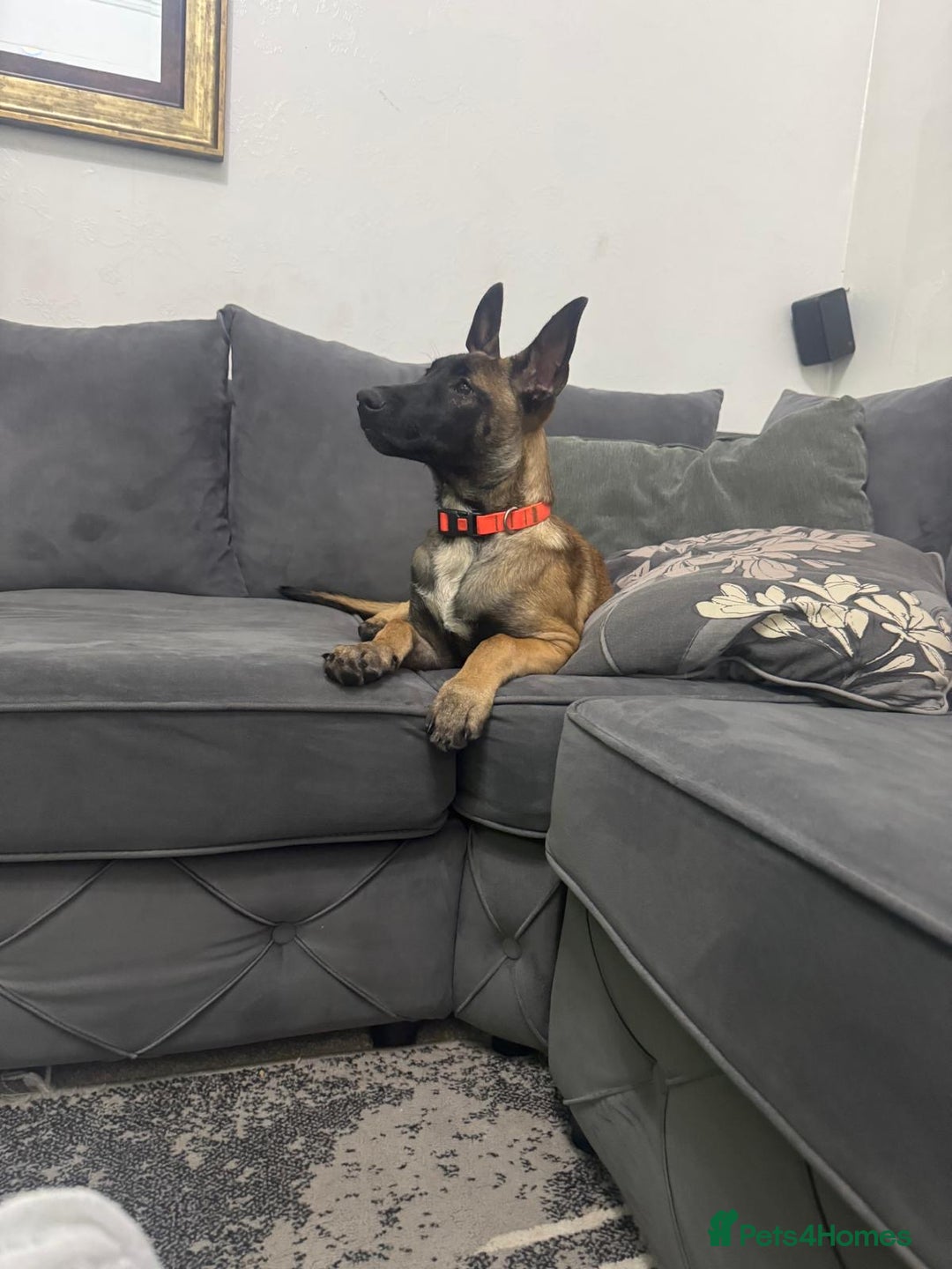 Belgian Shepherd Dog dogs for sale: Belgian malinois puppies  - Image 16