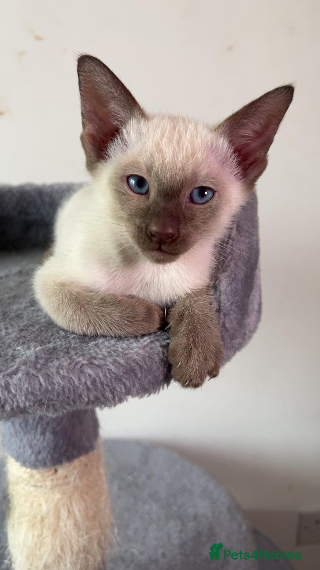 Siamese cats for sale: Beautiful Siamese Kittens - Advert 7