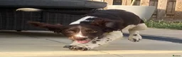 English Springer Spaniel dogs for sale: Stunning springer spaniel  - Advert 5
